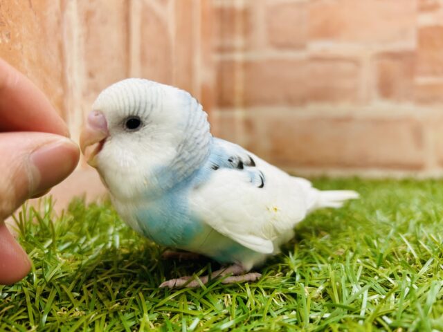 とってもきれいな青空カラー💙💙💙　セキセイインコ（パイド）