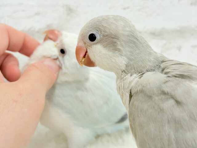 オキナインコ