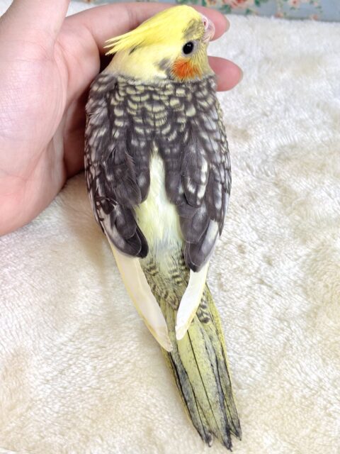 オカメインコ