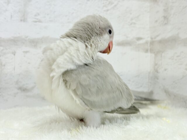 オキナインコ