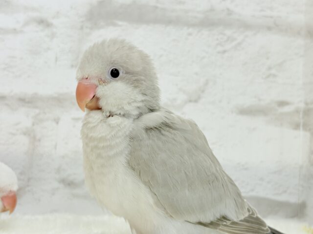 オキナインコ