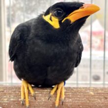 九官鳥  💛🌼🖤