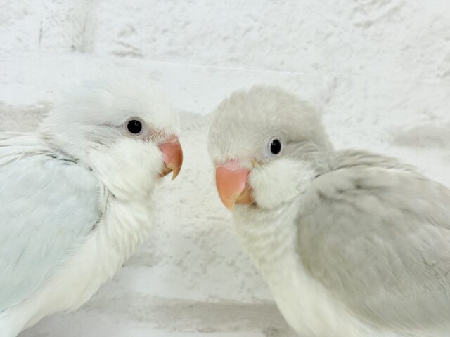 オキナインコ