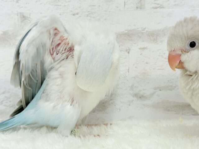 オキナインコ