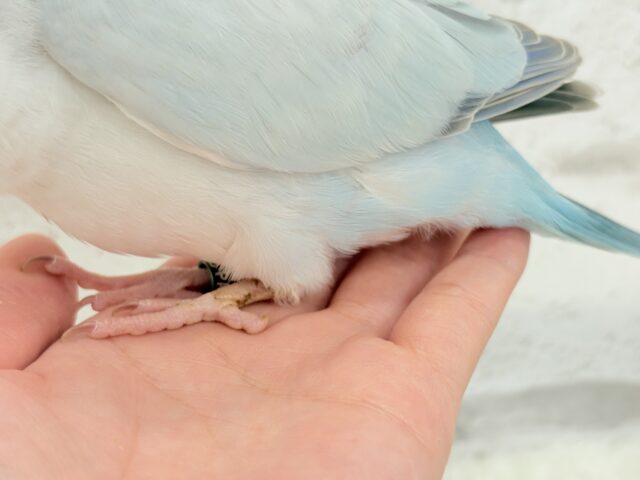 オキナインコ