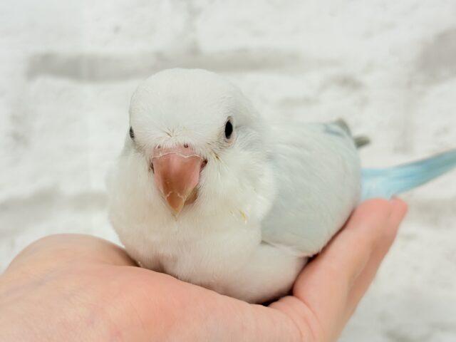 オキナインコ