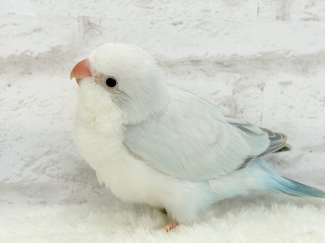オキナインコ