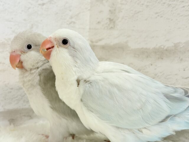 オキナインコ