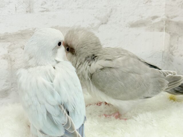 オキナインコ