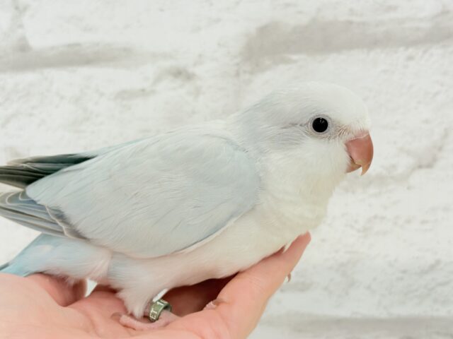 オキナインコ
