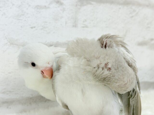 オキナインコ