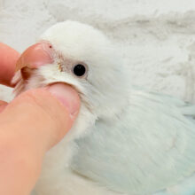 【最新画像更新🪄】ダンスが上手♬涼しげアイスブルー🧊🎐オキナインコ(ブルーパリドオパーリン) ヒナ