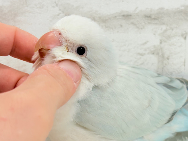 動画更新🪄】ダンスが上手♬涼しげアイスブルー🧊🎐オキナインコ