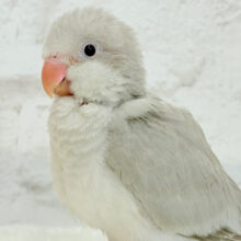 【最新画像更新🪄】落ち着いたカラーの魅力溢れる🫧オキナインコ(コバルトパリド) ヒナ