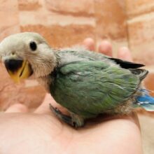 やっぱりこのカラーだよね✨　コザクラインコ（ブルーチェリー）