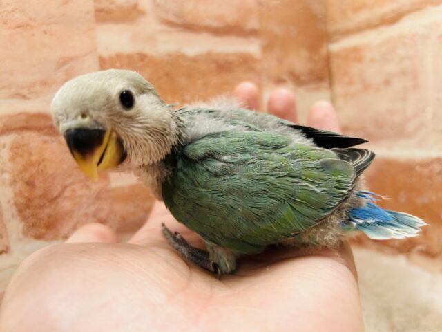 やっぱりこのカラーだよね✨　コザクラインコ（ブルーチェリー）
