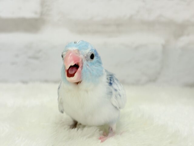 マメルリハ