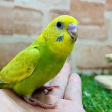 カワイイでしょ？？💙💙　セキセイインコ（グリーンスパングル）