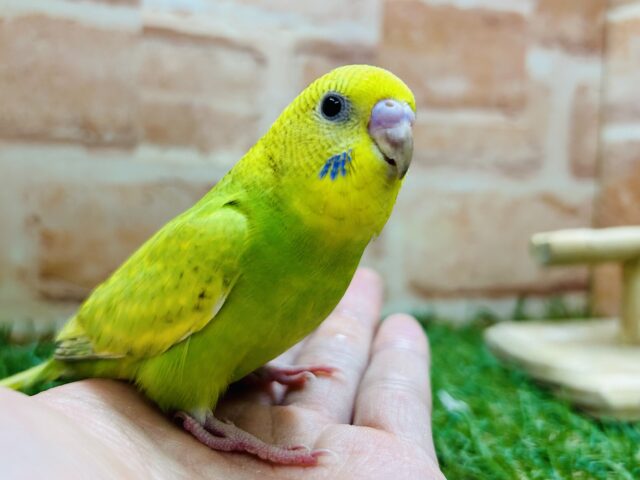 カワイイでしょ？？💙💙　セキセイインコ（グリーンスパングル）