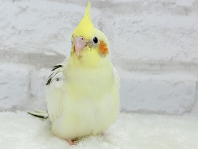 【未使用品】 最新画像更新🪄】ウシ柄の鳥さんっ！？🐄⸒⸒オカメインコ 鳥のエサ