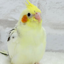 【最新画像更新🪄】ウシ柄の鳥さんっ！？🐄⸒⸒オカメインコ(パイド) ヒナ