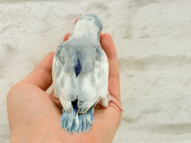 マメルリハ
