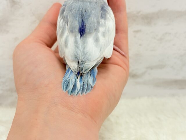 マメルリハ