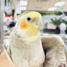 【最新画像】レースのような上品な模様✨オカメインコ（シナモンパール）