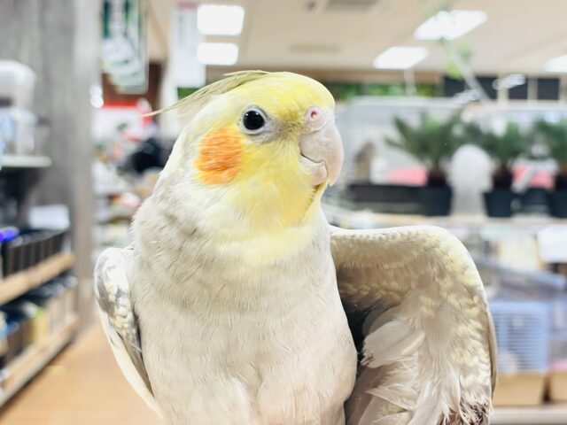 【最新画像】レースのような上品な模様✨オカメインコ（シナモンパール）