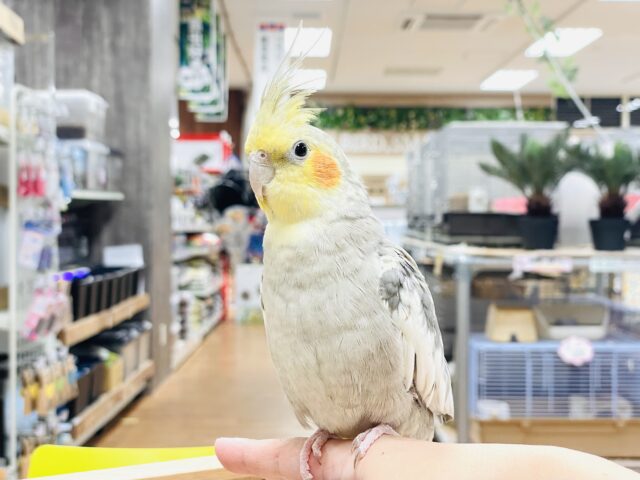 オカメインコ