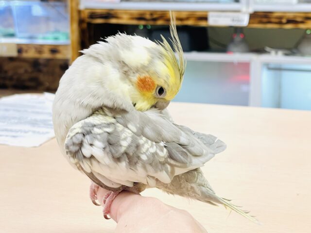 オカメインコ