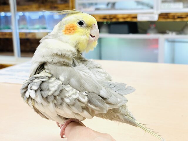 オカメインコ