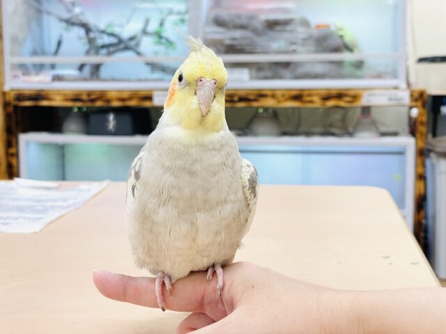 オカメインコ