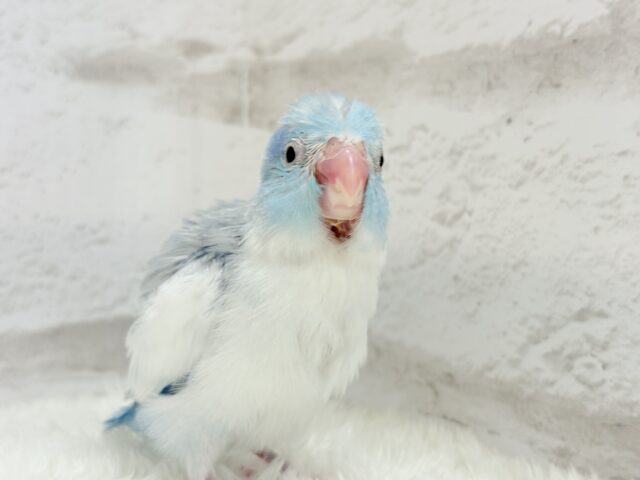 マメルリハ