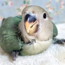 コザクラインコ  ブルーチェリー  🍀🍒´-