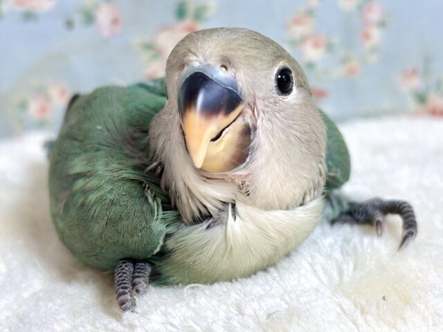 コザクラインコ ブルーチェリー 🍀🍒´-