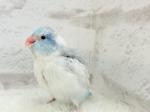 マメルリハ