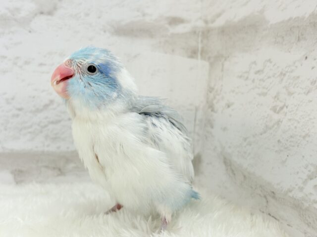 マメルリハ