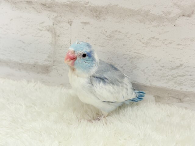 マメルリハ