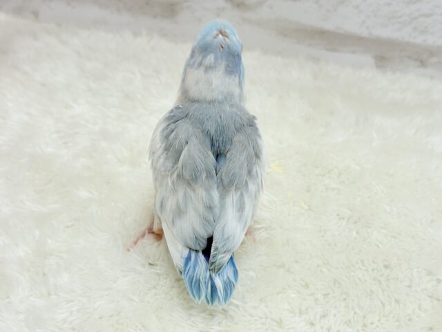 マメルリハ