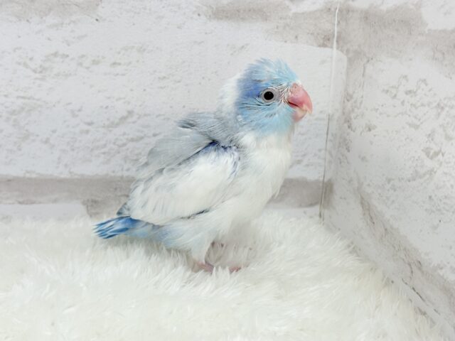マメルリハ