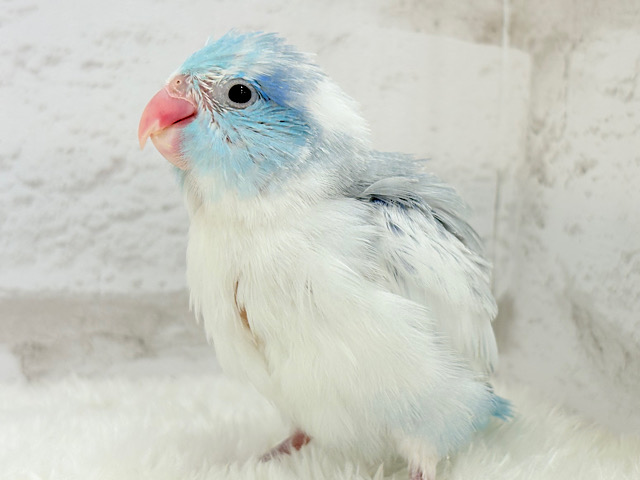 食いしん坊王子🐣👑マメルリハ(ヘビーパイドコバルト) 男の子 ヒナ
