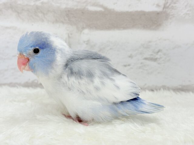 マメルリハ