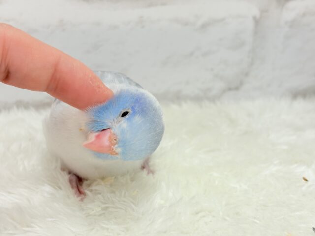 マメルリハ