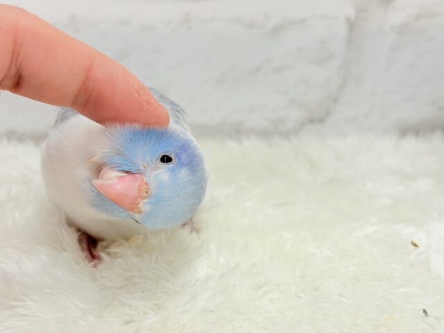 マメルリハ
