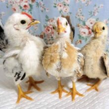 世界最小のニワトリ  セラマ  ひなちゃんず到着です！🐓⸒⸒✧*｡