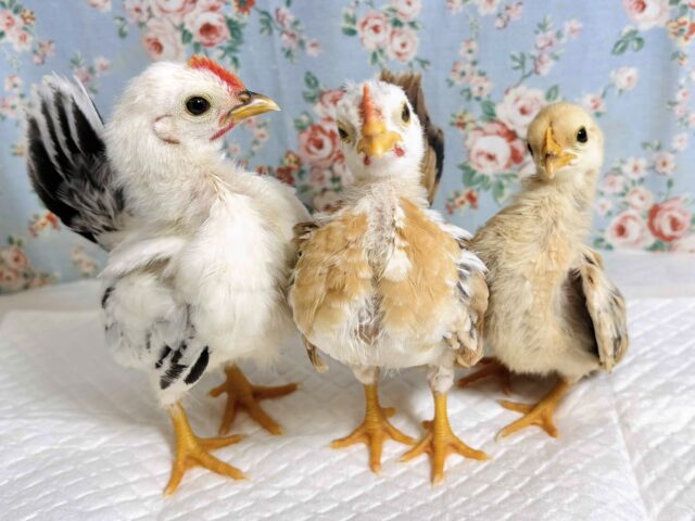 世界最小のニワトリ セラマ 到着です！🐓⸒⸒✧*｡