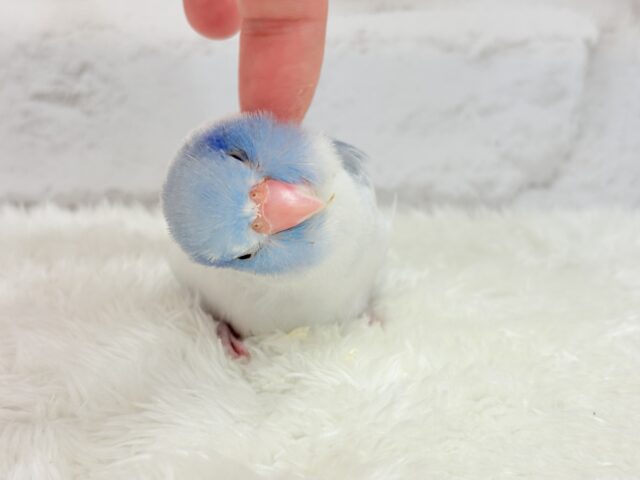 マメルリハ