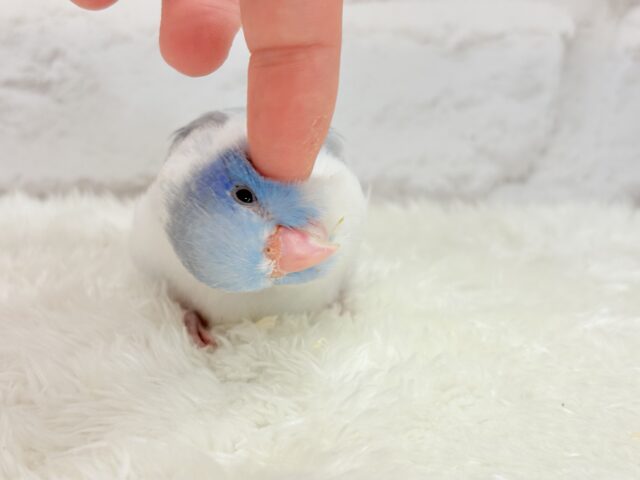 マメルリハ