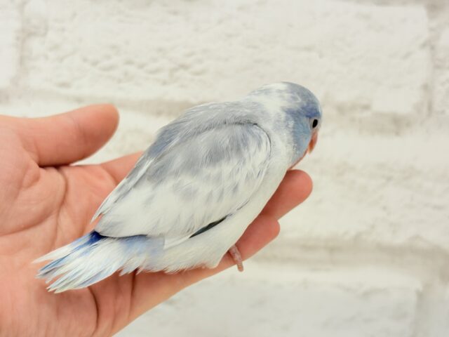 マメルリハ